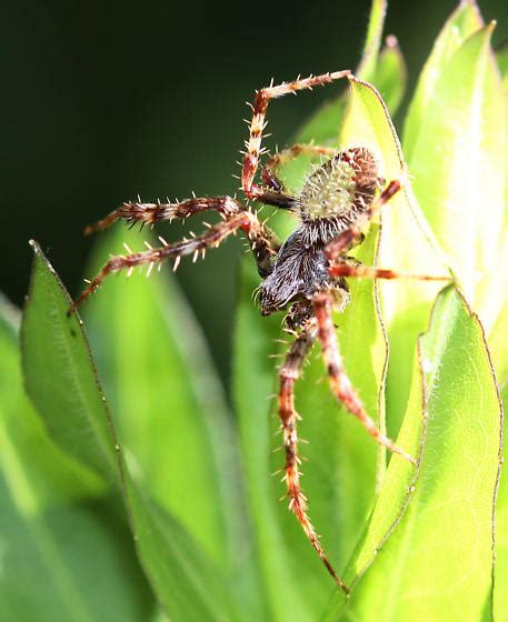 Tropical Orb Weaver Eriophora Ravilla Eriophora Ravilla Bugguide Net