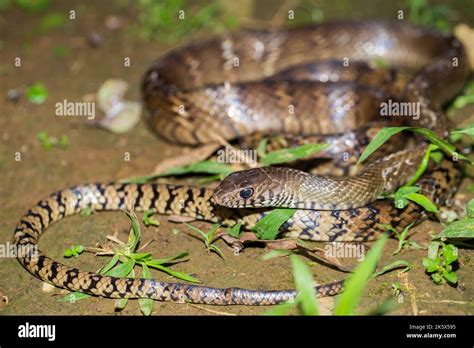 Ptyas Mucosa Oriental Ratsnake Indian Rat Snake In The Wildlife Stock