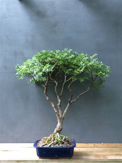 Acacia Bonsai Styles