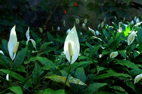 How To Grow Peace Lilies Spathiphyllum Indoors Or Outdoors Hubpages