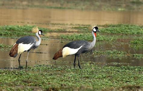 Favourite Birds to see on Safari | Birding Safari