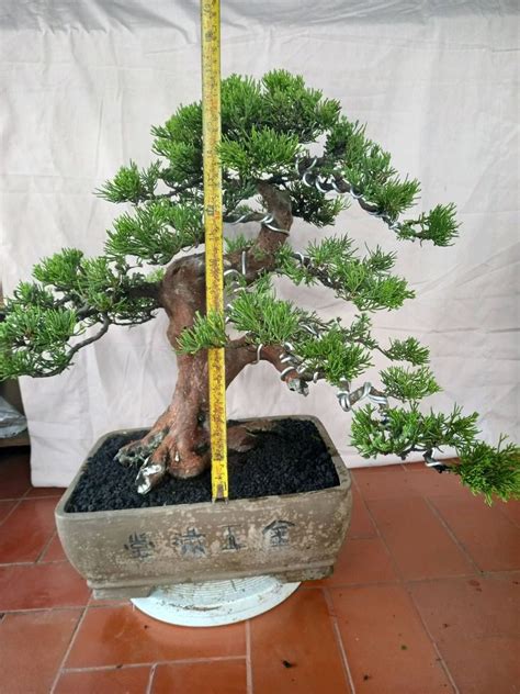 Comprehensive Year Round Care Guide For Juniperus Chinensis Bonsai