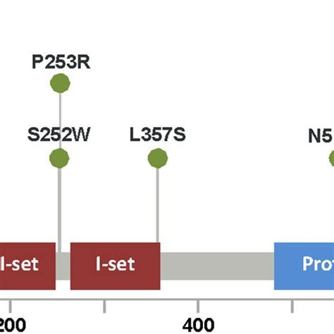 Fgfr2 Mutations Lollipop Plot Of The Major Domains And Protein