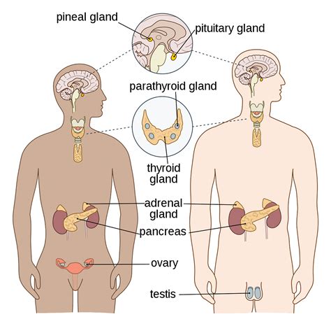 Endocrine Glands Disorders Parts Causes And Symptoms