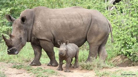 Nairobi Wildlife Viewing Safari Tour