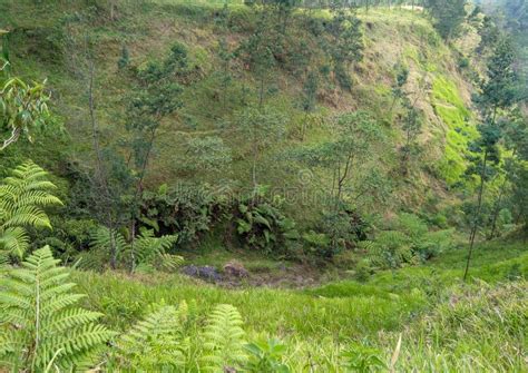 Grass And Forest Plants In The Ravine Under The Hill Stock Photo