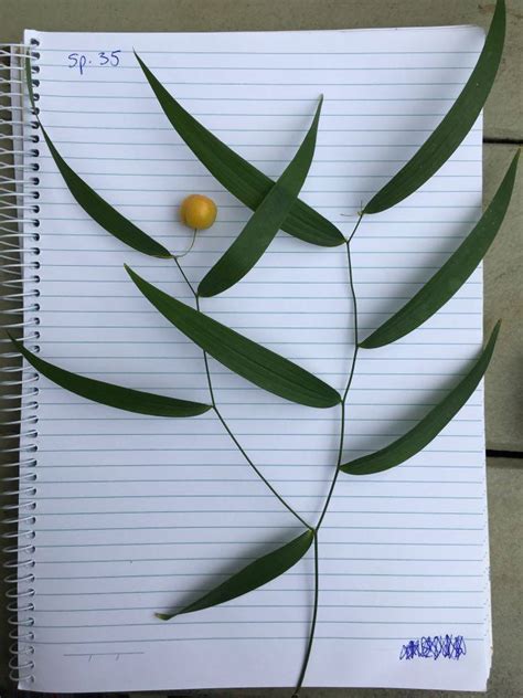 Wombat Berry From Crystal Creek Qld Australia On July At