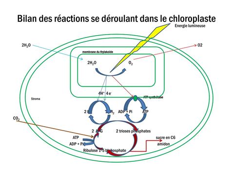 Ppt Sch Ma Fonctionnel Du Chloroplaste Powerpoint Presentation Free