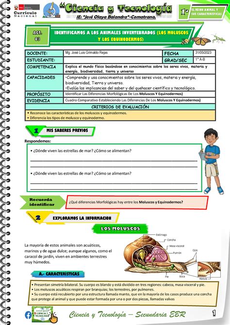 LOS Moluscos Y Equinodermos IE José Olaya Balandra