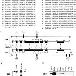 Amino acid sequence, diagram of amino acid sequence alignment, and ...