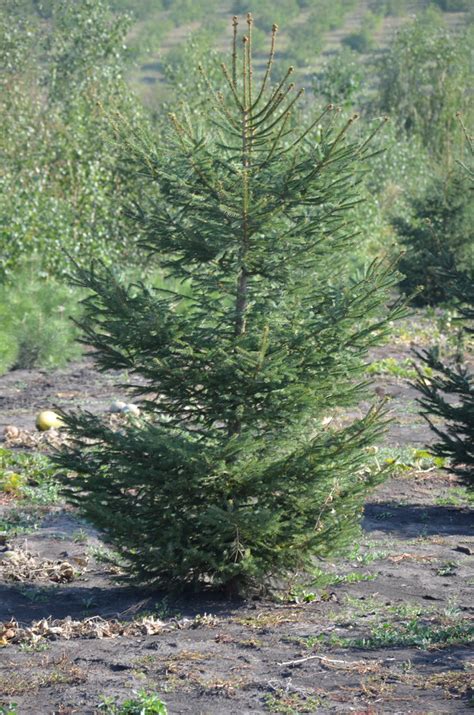 Ель обыкновенная зеленая (Picea abies) | PLANTE.md