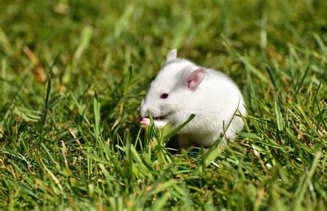 Are Pet Rats Clean And Safe What You Need To Know