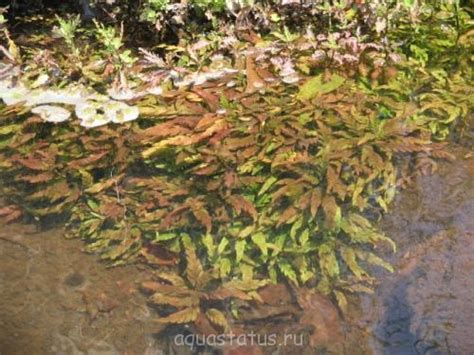 Гигрофила перистонадрезанная, Гигрофила пиннацифида (Hygrophila ...