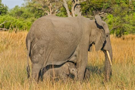 Free Images Prairie Adventure Pasture Grazing Africa Scenery