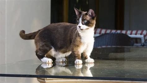 Dwarf Cats: Everything You Need To Know About Feline Dwarfism - CatTime