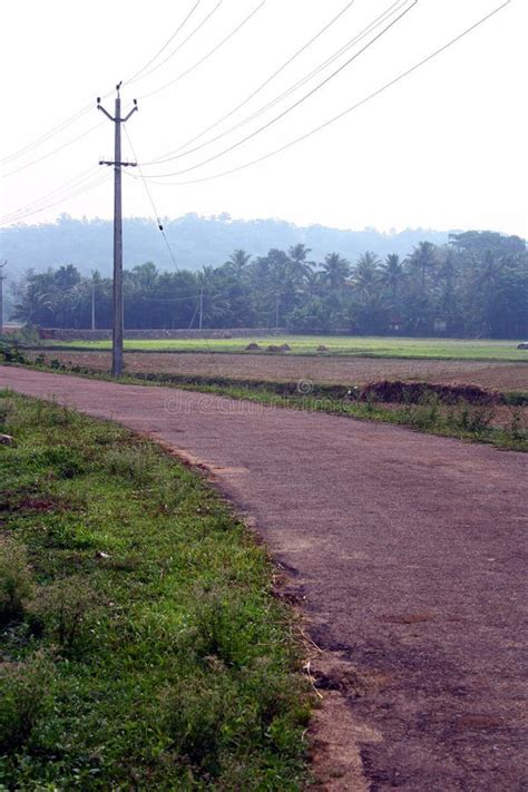 Rural Village Road Through Lush Green Paddy Field Picture Image 19676118