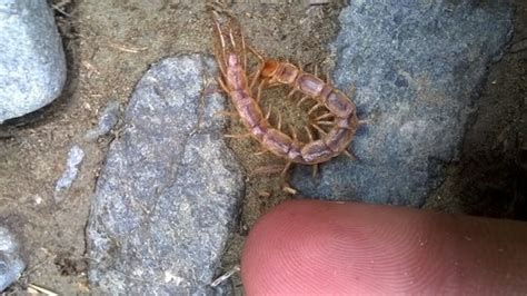 Lithobius Giganteus · Inaturalist Canada