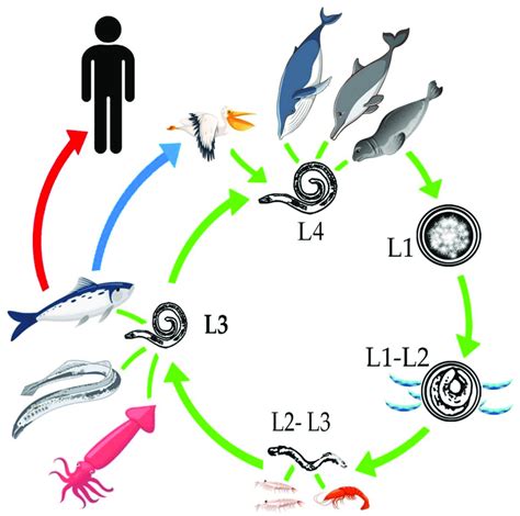 General life cycle of the Anisakidae family. | Download Scientific Diagram