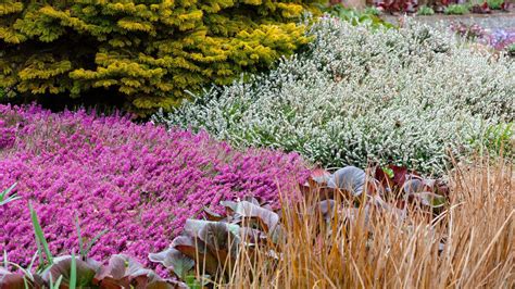 The 5 best low-growing evergreen shrubs for your garden | Ideal Home