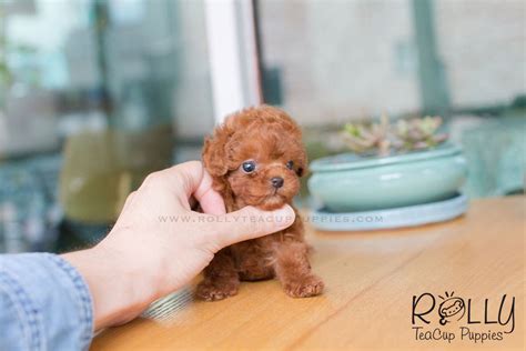 May Poodle Rolly Teacup Puppies