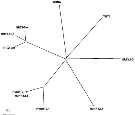 Phylogeny Of Predicted Amino Acid Sequence Of Inducible High Affinity