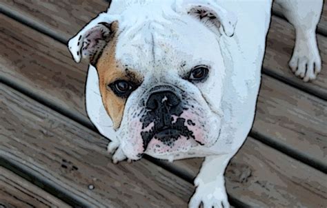 How To Care For A Female English Bulldog