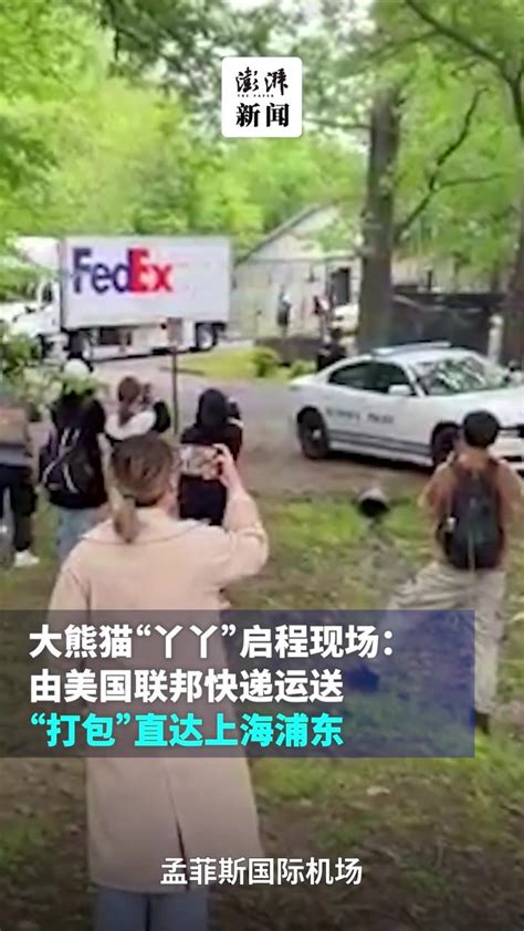 大熊猫“丫丫”离开孟菲斯动物园：温控卡车运送，直飞上海浦东凤凰网视频凤凰网