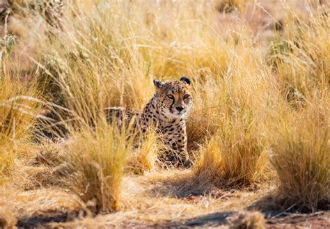 268 Cheetah Eye Close Up Stock Photos - Free & Royalty-Free Stock ...