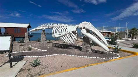 Museo De La Ballena Explora La Vida Marina En Mazatl N Descubre M Xico