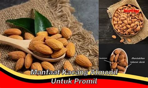 Manfaat Kacang Almond Untuk Promil Yang Jarang Diketahui Biotifor