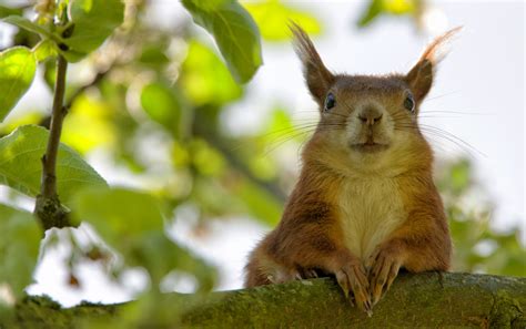 Eichhörnchen füttern mit Futterhaus Was fressen Eichhörnchen