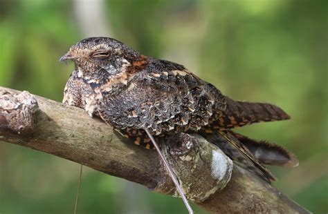 Standard Winged Nightjar