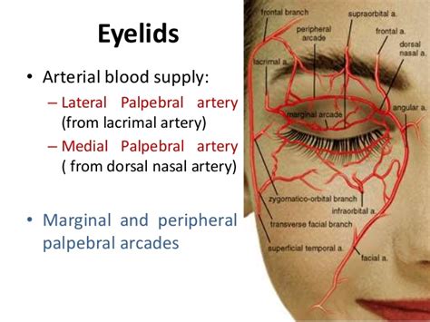 Pin On Facial Anatomy