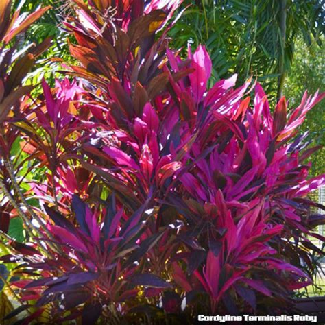 Cordyline Terminalis Ruby Potplantheavenperth