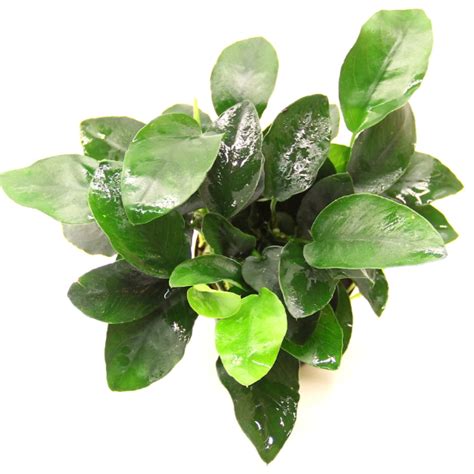 Dennerle Plants Anubias Bart Nana Multiple Shoots Aquariumtrader