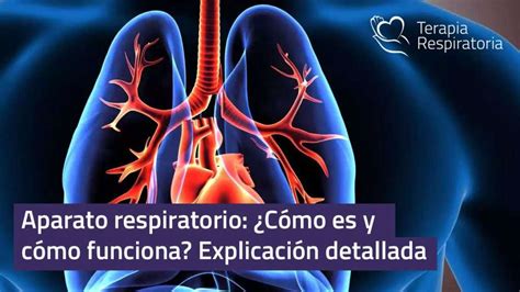 Aparato Respiratorio C Mo Es Y C Mo Funciona Explicaci N Detallada