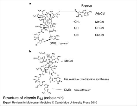 Structure Of Vitamin B12 Cobalamin A The ‘r Group Download