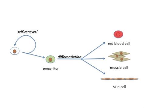 Stem Cell Biology And Regeneration The Owlet