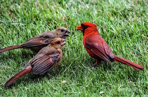 Male Northern Cardinal Feeding His Two Babies Photograph by Cindy Treger - Pixels