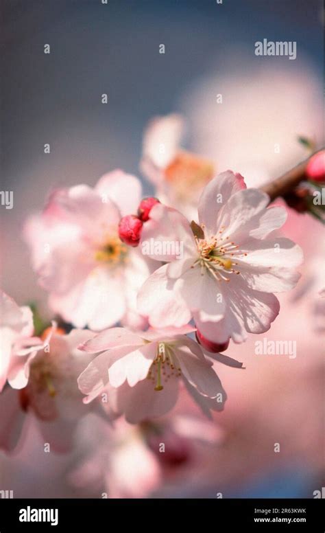 Prunus X Yedoensis Prunus X Yedoensis Yoshino Cherry Blossoms Rose