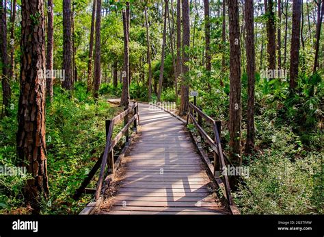 A walking trail winds through Audubon Bird Sanctuary, June 17, 2021, in ...