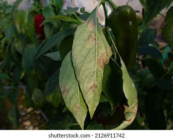 Powdery Mildew Disease On Pepper Plant Stock Photo