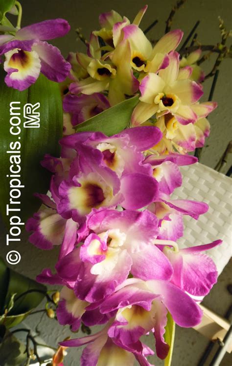 Dendrobium nobile, Dendrobium Nobile Orchid