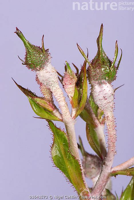 Stock Photo Of Powdery Mildew Podosphaera Pannosa Fungal Disease On