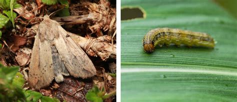 How To Kill Armyworms 5 Useful Tips And Tricks