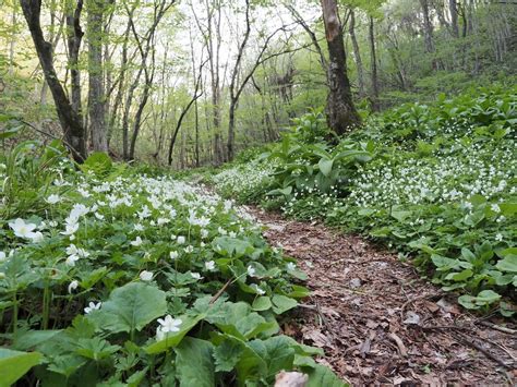 物見山（種山） アルさんの物見山（種山）の活動データ Yamap ヤマップ