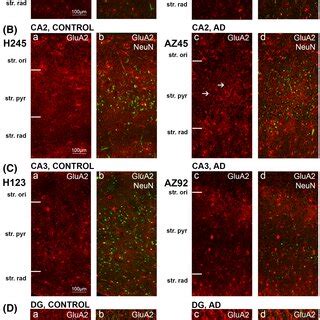 Glun Expression In The Hippocampus Subiculum Entorhinal Cortex And