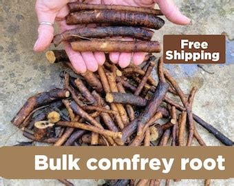 Russian Comfrey Live Root Cuttings Bocking 14 Etsy