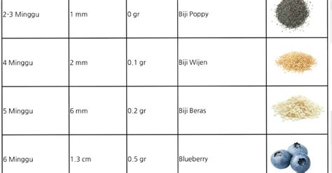 panjang  berat janin normal sesuai  usia kandungan novarty