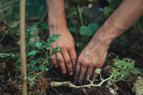 More Than A Dozen Reasons To Practice Self-sufficiency Gardening